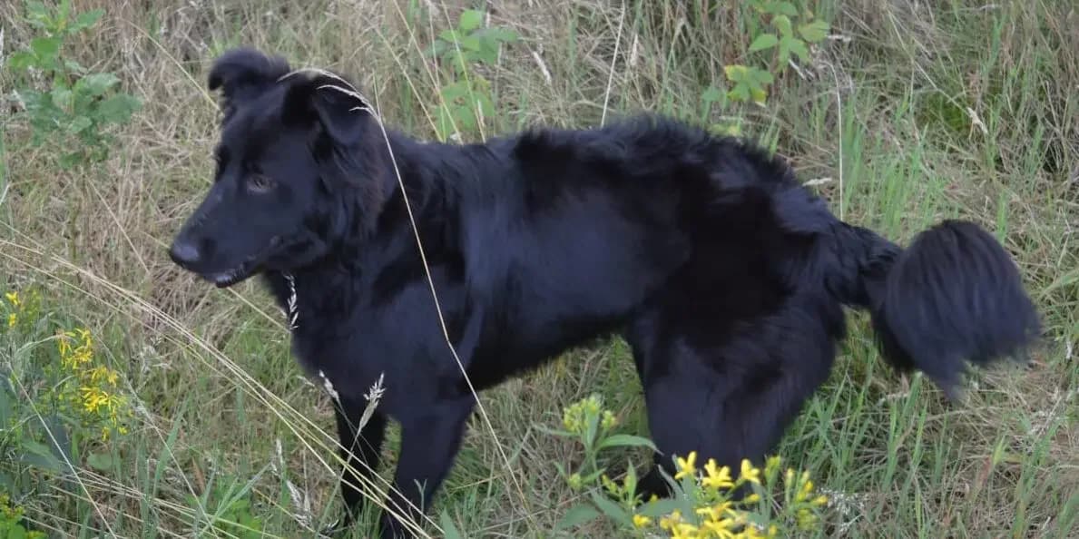 Lupi, male Mixed Breed for adoption at Tierheim Northeim