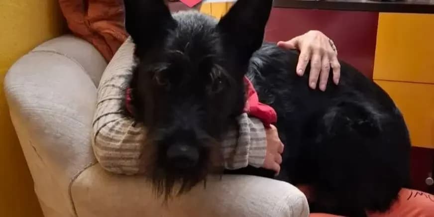 Tommy, male senior Mixed Breed for adoption at Tierheim Northeim