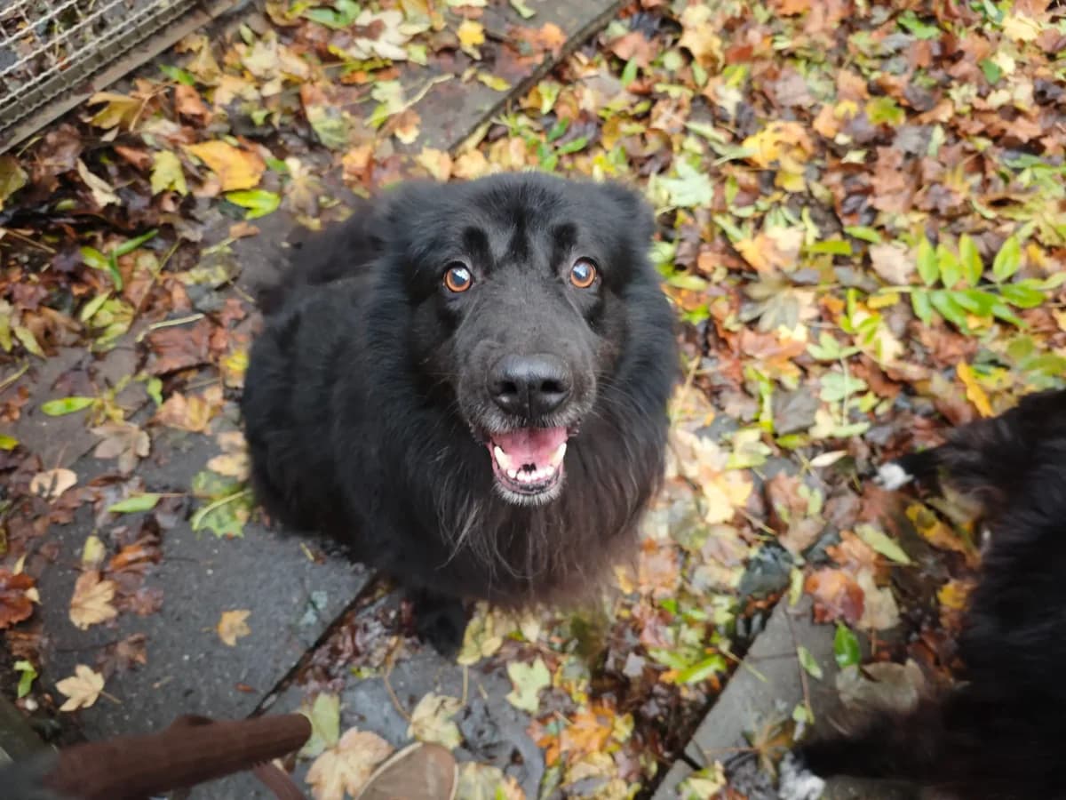 Jekyll, male Mixed Breed for adoption at Tierheim Northeim