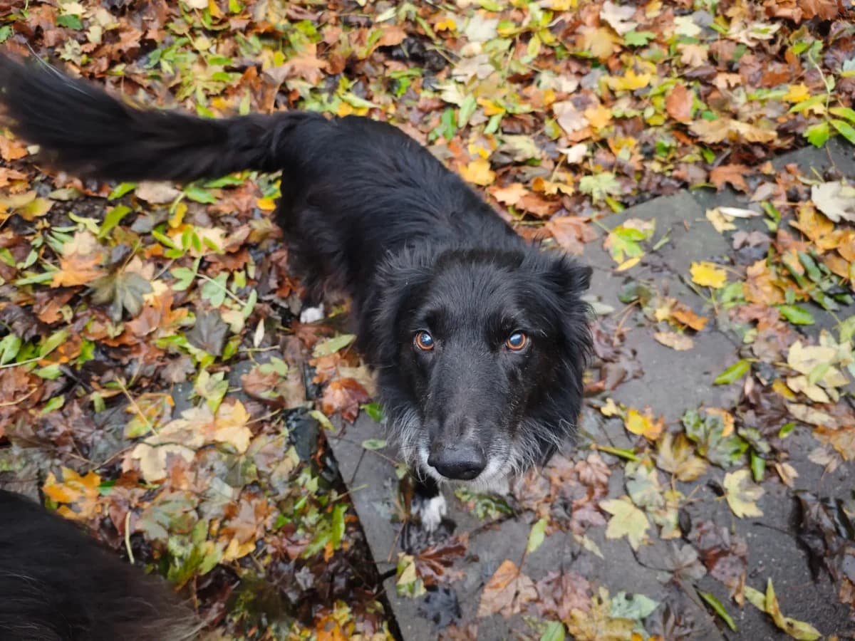 Hyde, male Mixed Breed for adoption at Tierheim Northeim