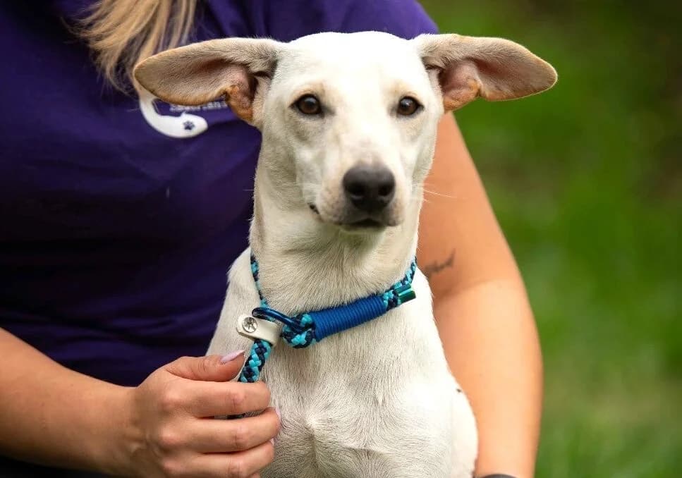 Nokka, female Mixed Breed for adoption at Tierheim Northeim