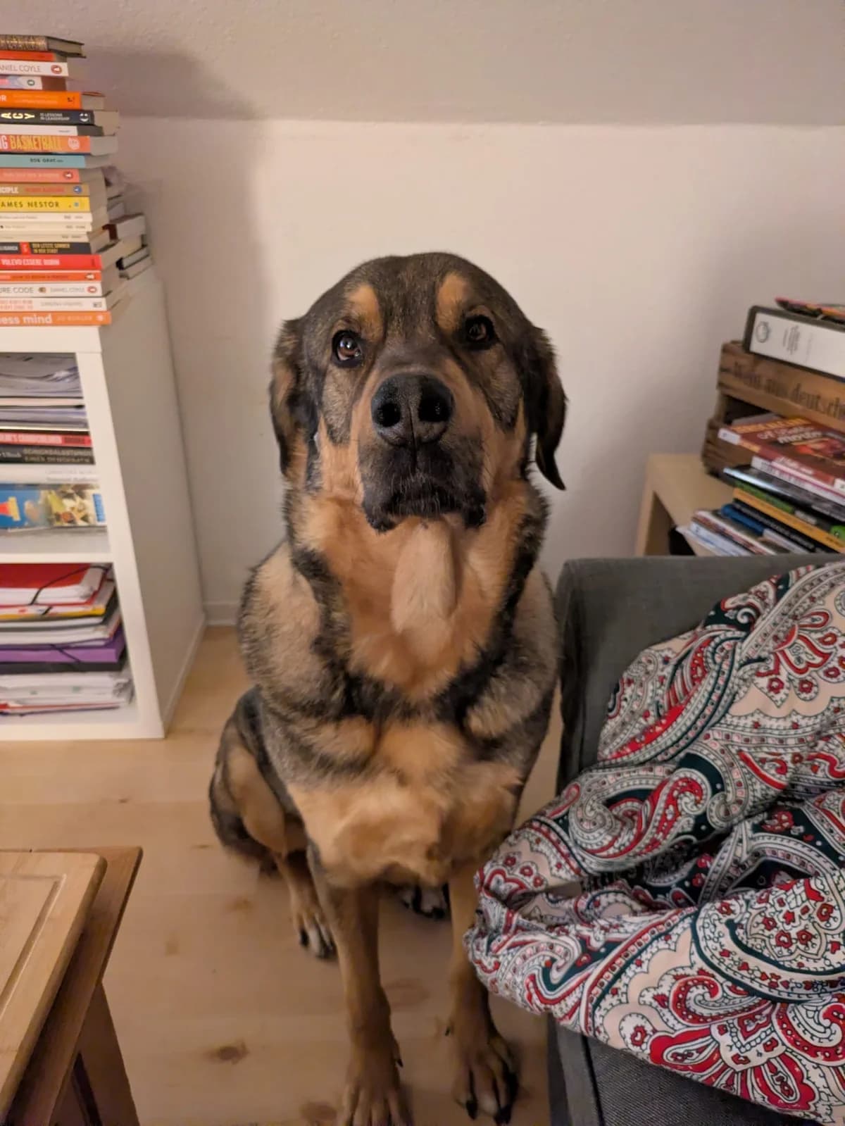 Kyklopas, male 6yo Mixed Breed for adoption at Tierheim Northeim