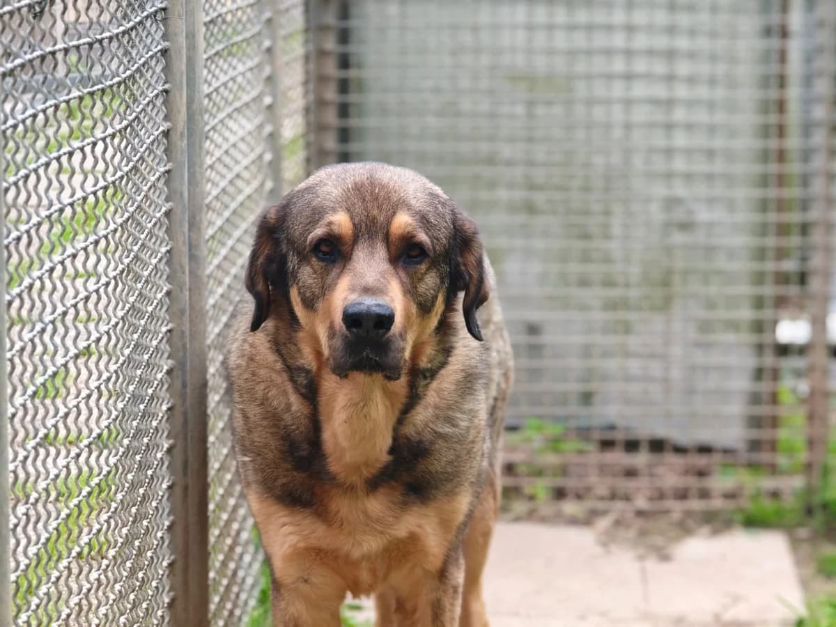 Kyklopas, male 6yo mixed breed for adoption at Tierheim Northeim