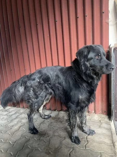 Henry, male senior Mixed Breed for adoption at Tierheim Northeim