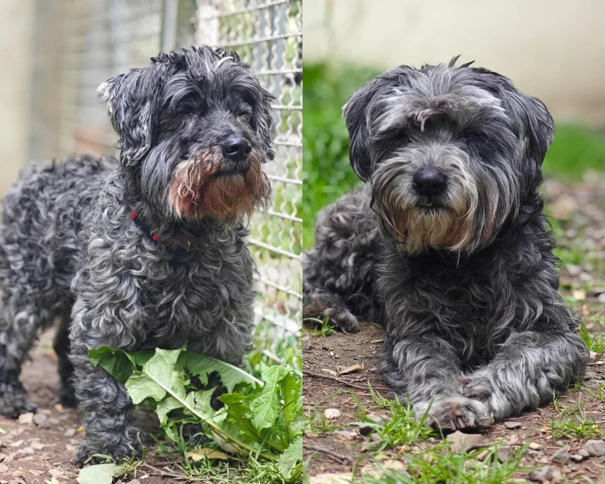 Bernhard & Bianca, senior Mixed Breed for adoption at Tierheim Northeim
