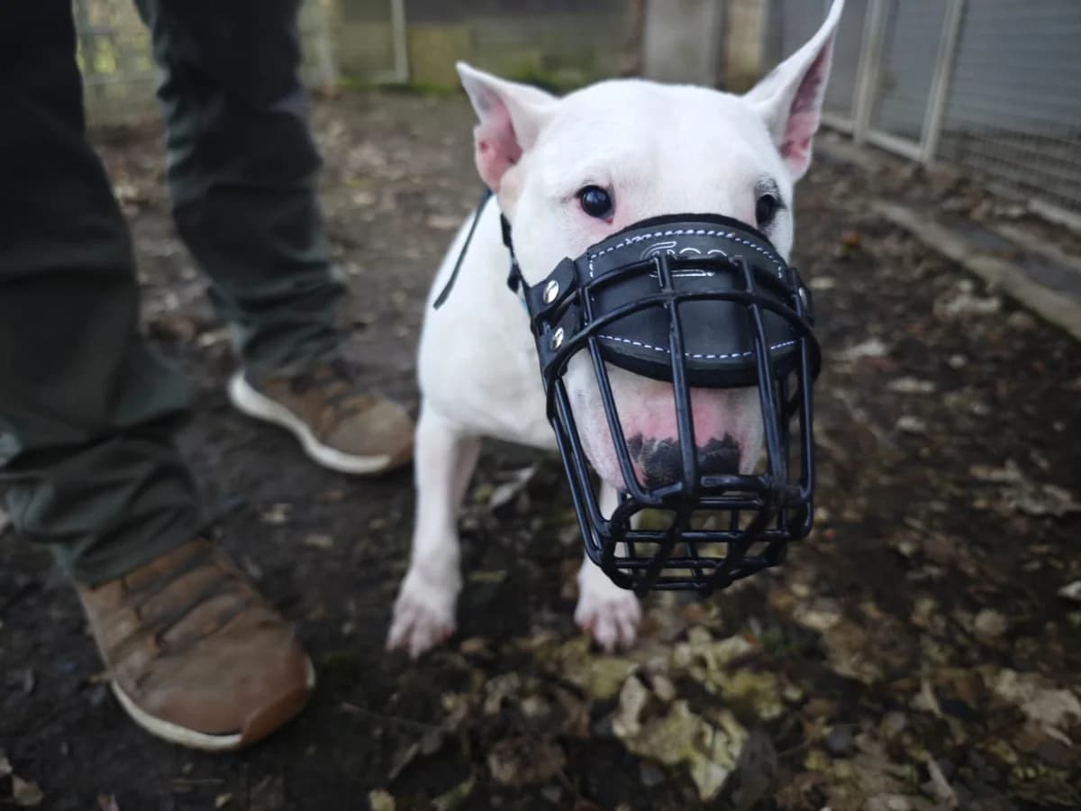 Herzog, male 5yo Mixed Breed for adoption at Tierheim Northeim