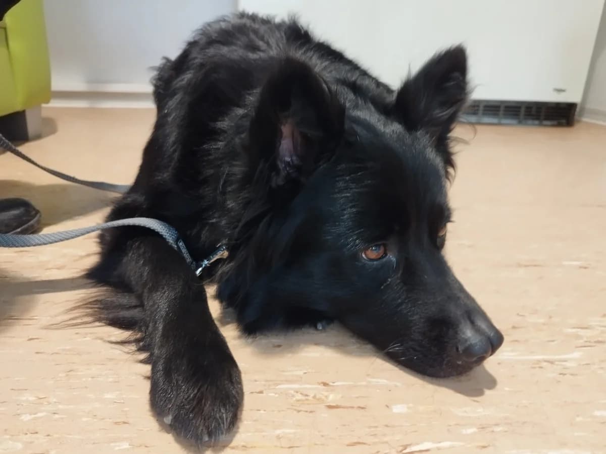 Lassie, female 4yo Mixed Breed for adoption at Tierheim Northeim
