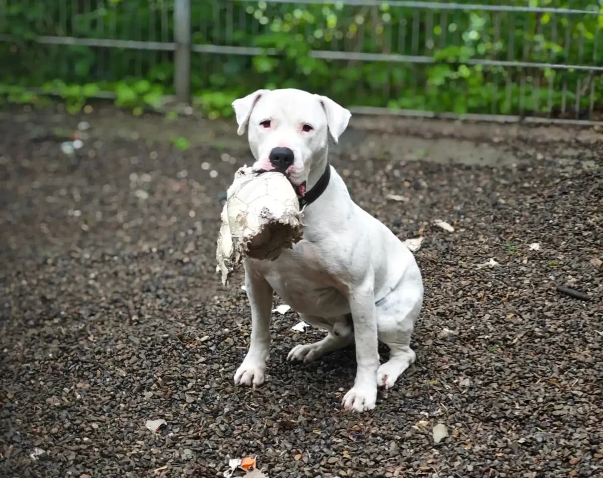Grinch, male young Mixed Breed for adoption at Tierheim Northeim