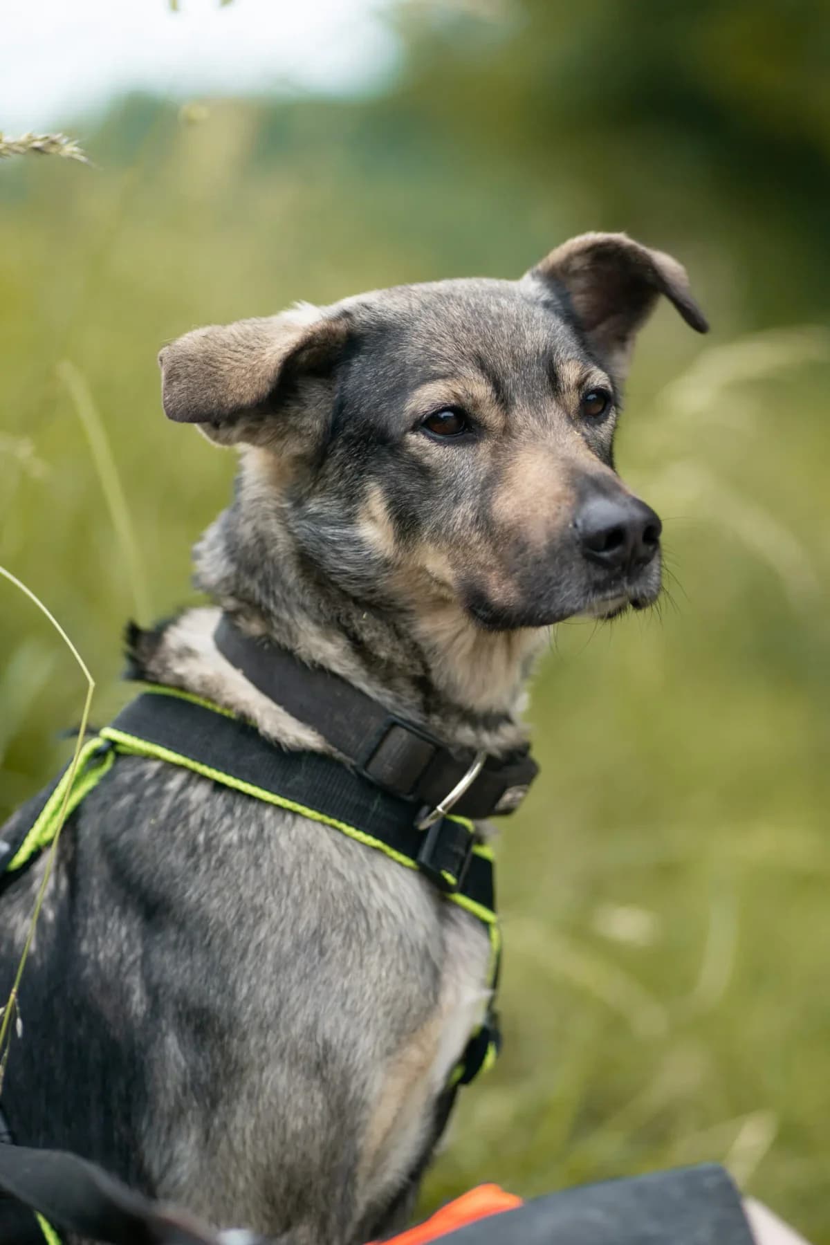 Mara, female senior Mixed Breed for adoption at Tierheim Northeim