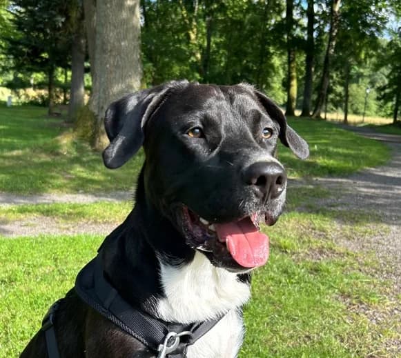 Pablo, male 3yo Labrador Retriever for adoption at Tierheim Northeim
