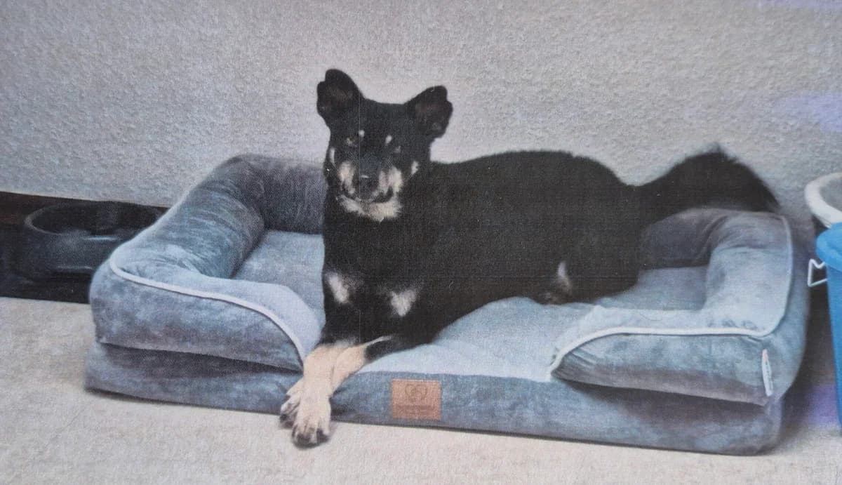 Bella, female 7yo Mixed Breed for adoption at Tierheim Northeim