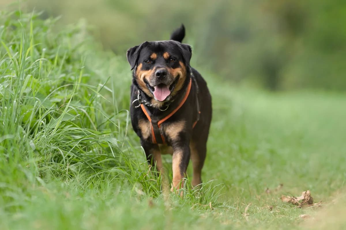 Brutus, male Mixed Breed for adoption at Tierheim Northeim
