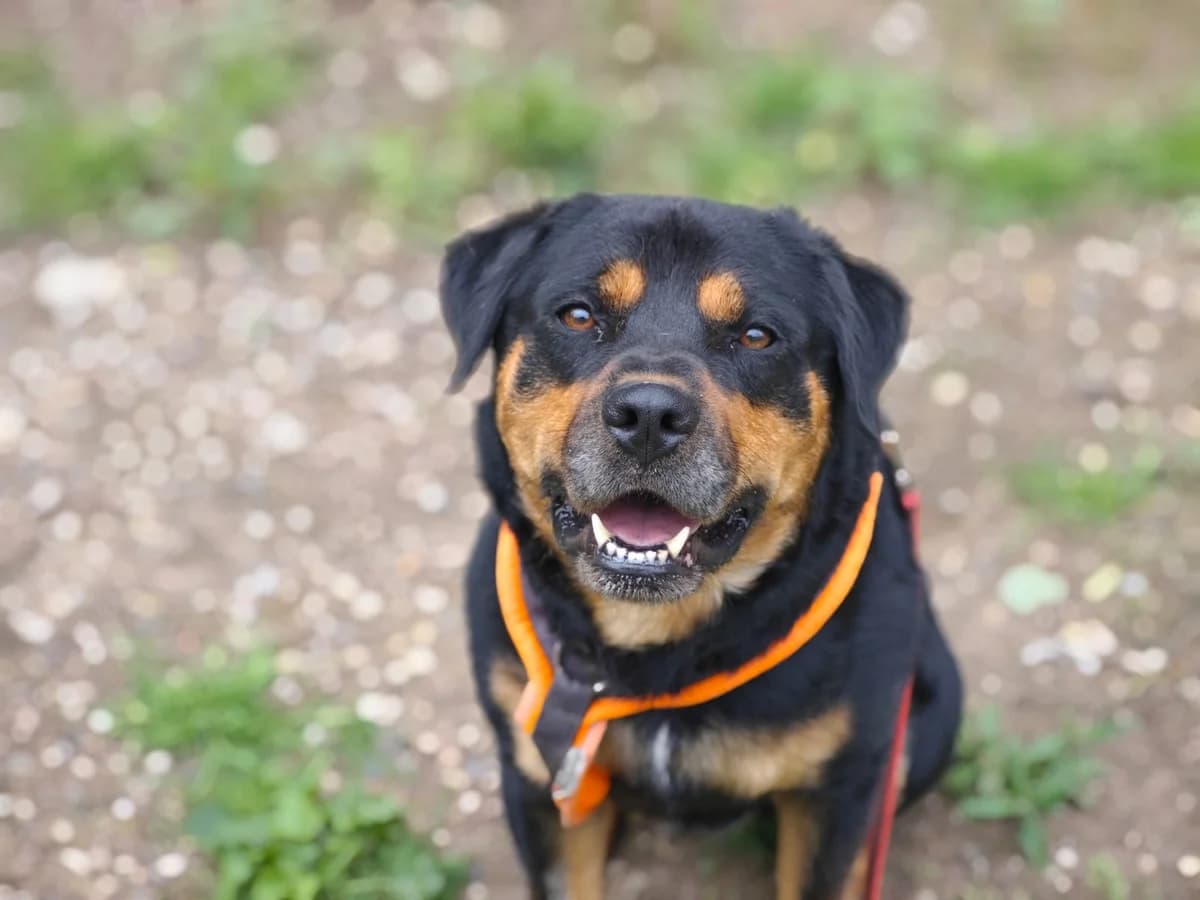 Brutus, male Mixed Breed for adoption at Tierheim Northeim