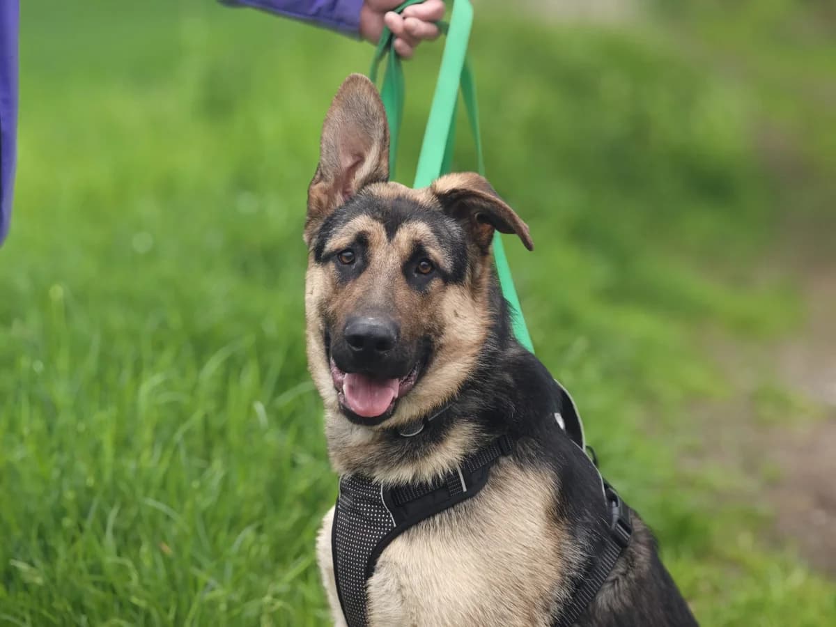 Ike, male young Mixed Breed for adoption at Tierheim Northeim