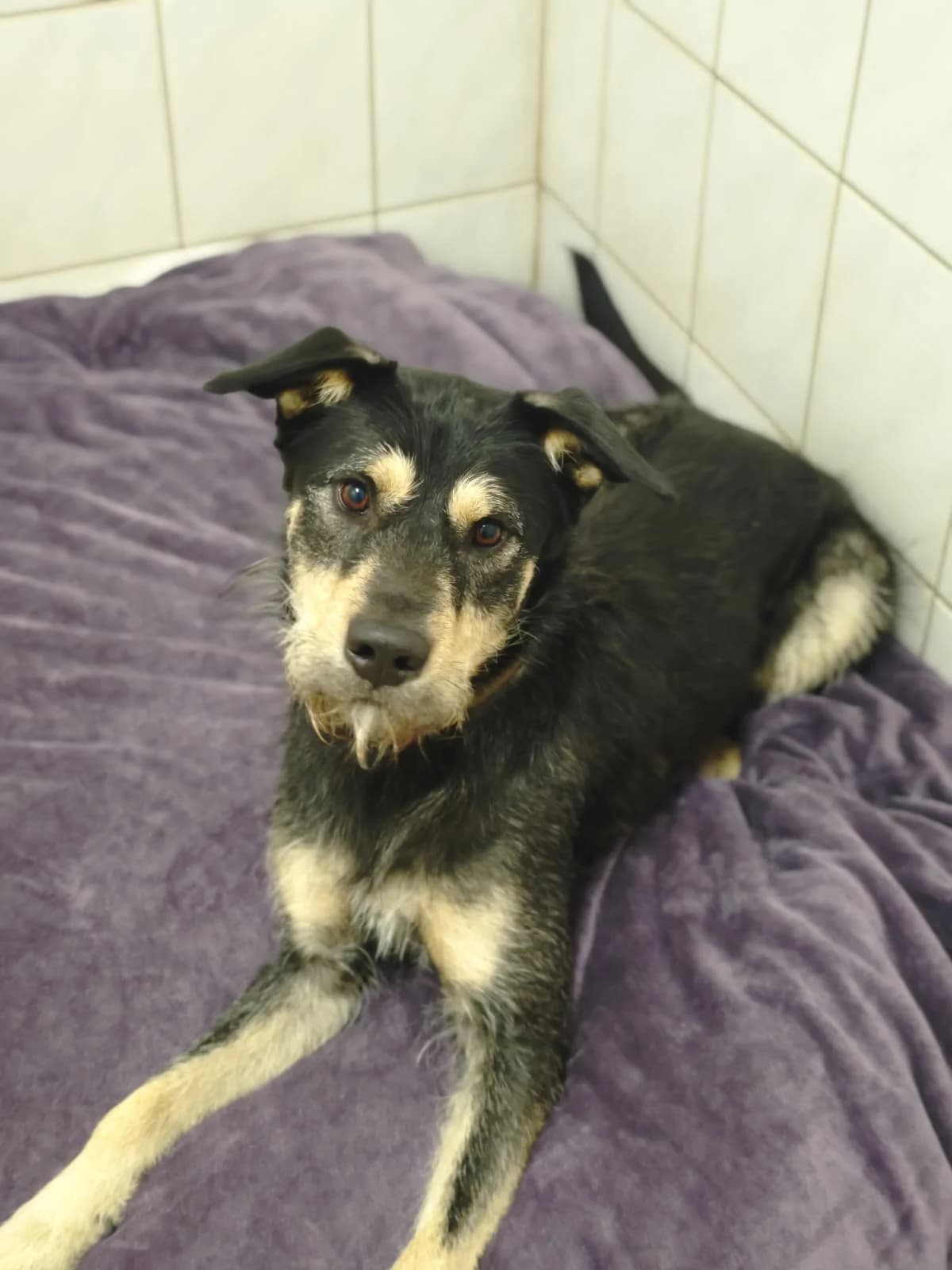 Jamie, male young Mixed Breed for adoption at Tierheim Northeim