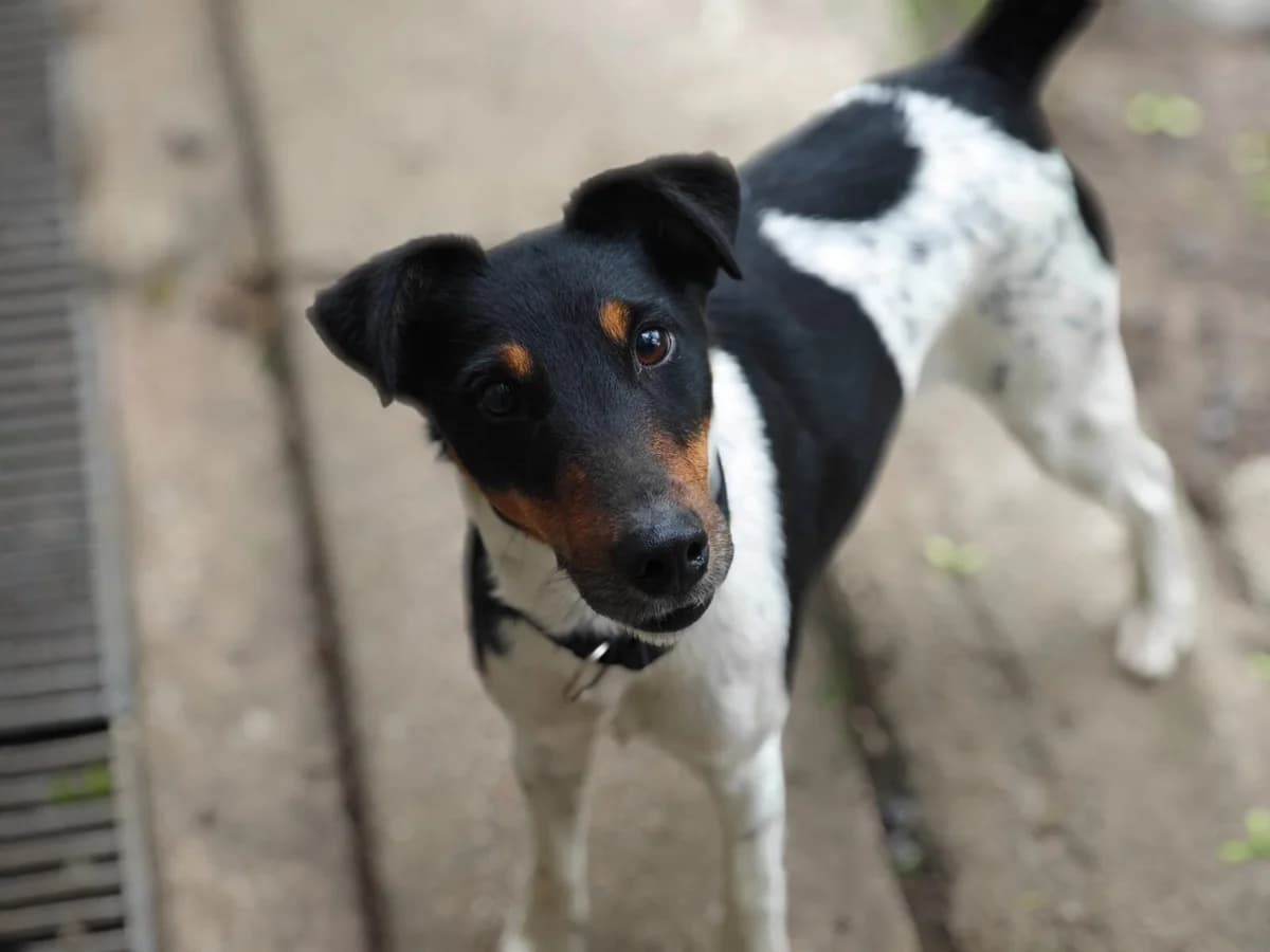 Gecko, male 3yo Mixed Breed for adoption at Tierheim Northeim