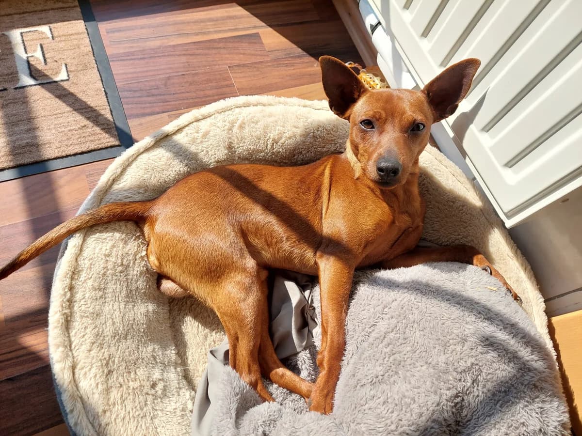 Anouk, male senior Mixed Breed for adoption at Tierheim Northeim