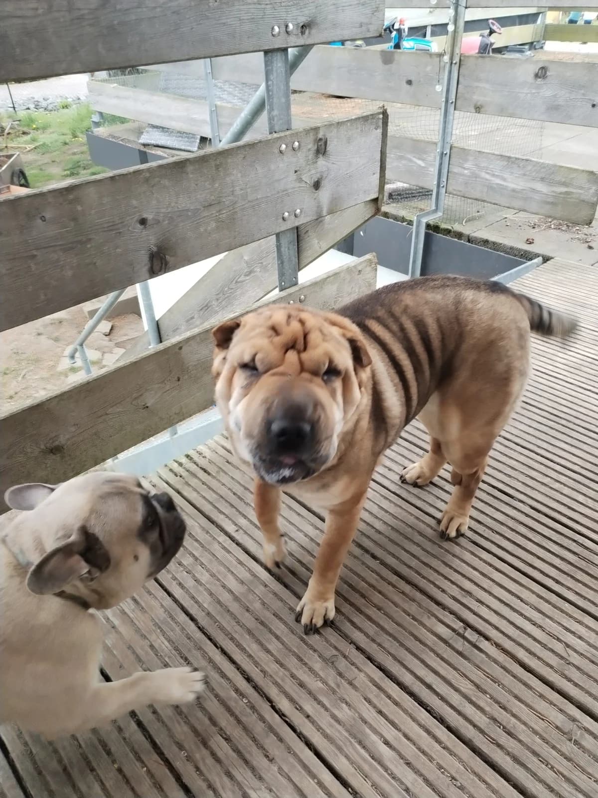 Hany, female senior Mixed Breed for adoption at Tierheim Northeim