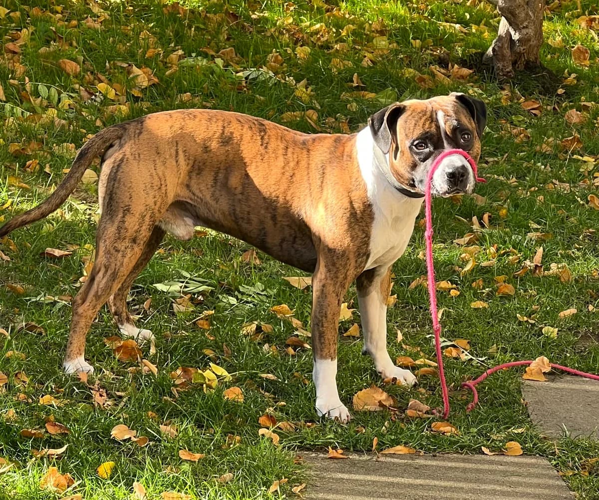 Buddy, male 7yo Mixed Breed for adoption at Tierheim Northeim