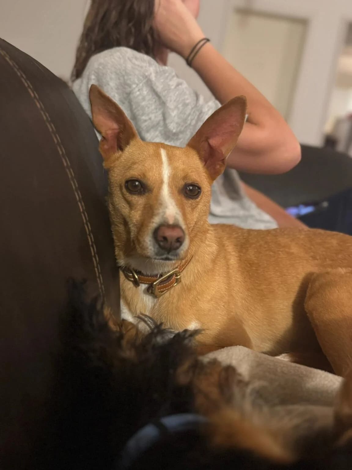 Avec / Luki, male 4yo Mixed Breed for adoption at Tierheim Northeim