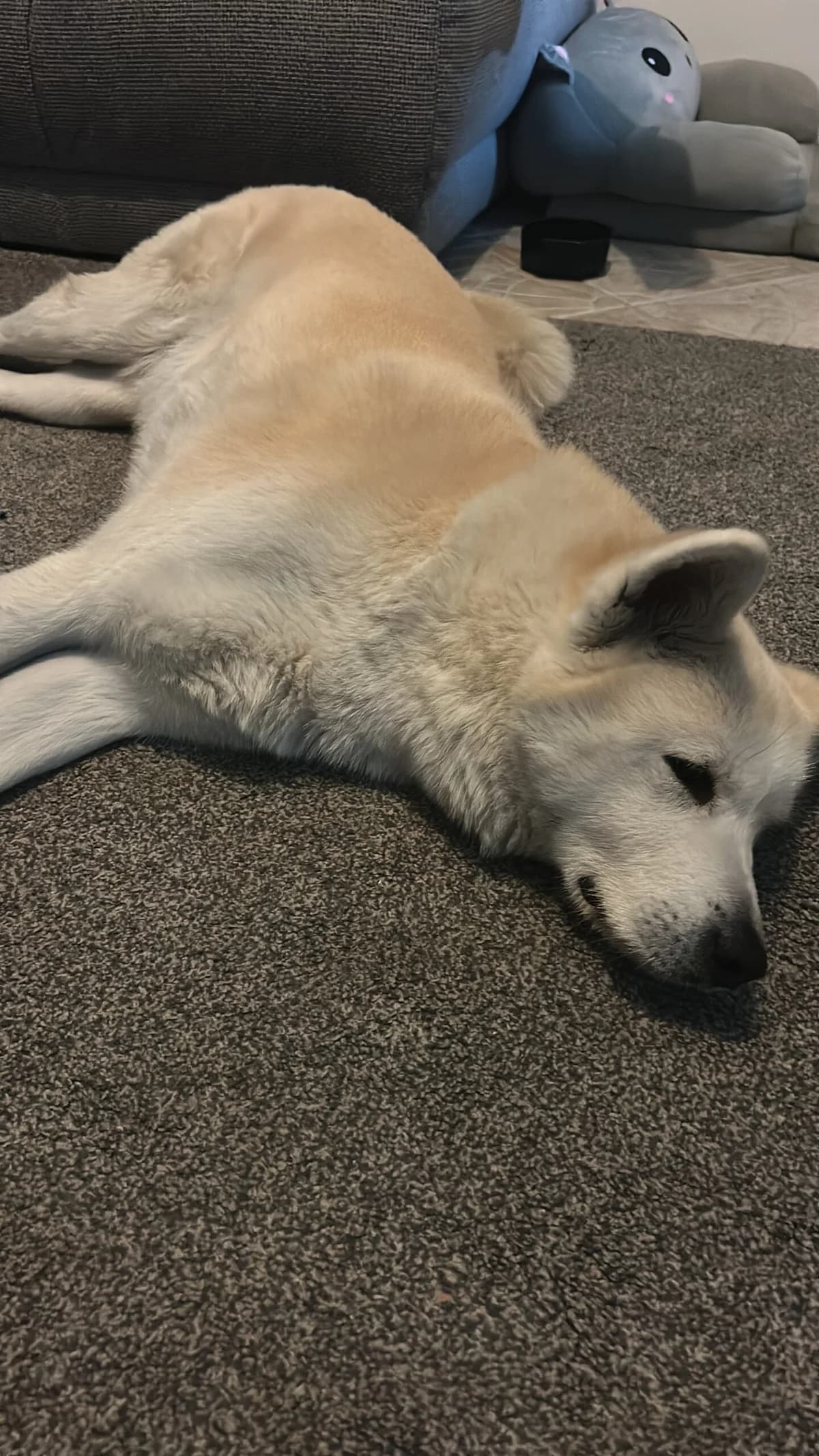 Kita, female senior Mixed Breed for adoption at Tierheim Northeim