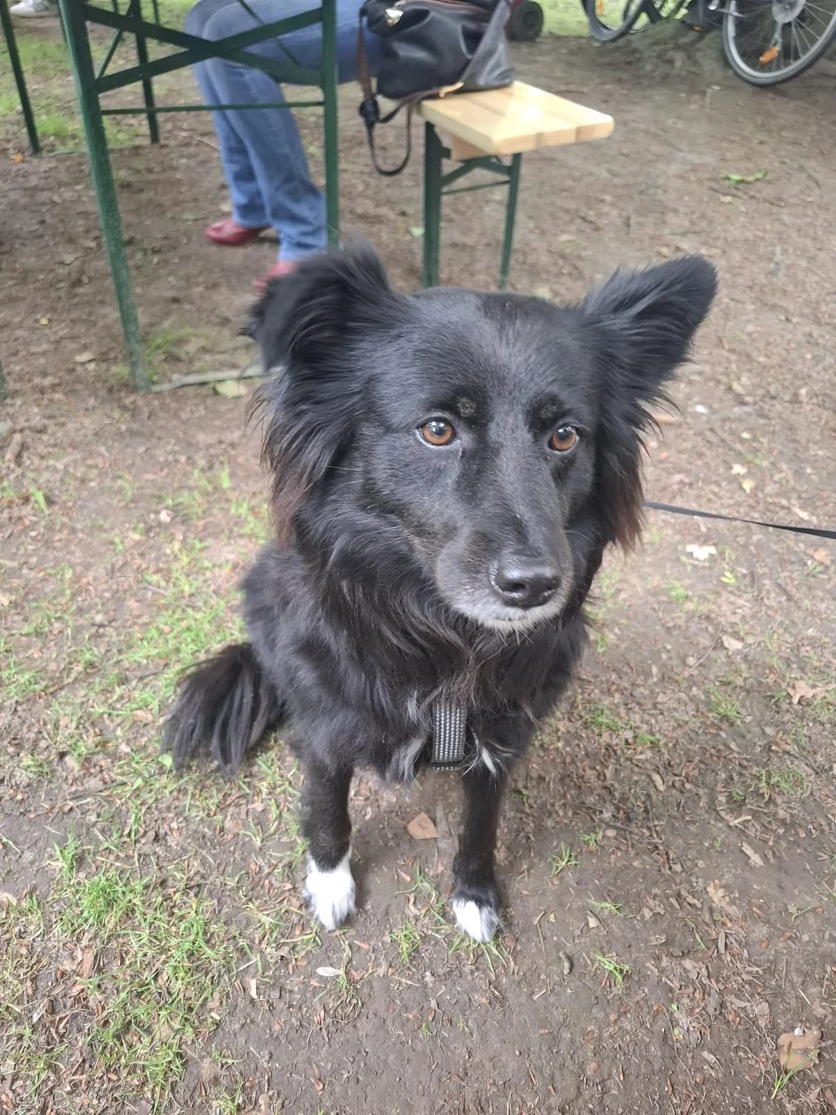 Willow, female 6yo Mixed Breed for adoption at Tierheim Northeim