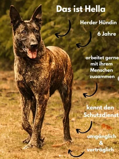 Hella, female 6yo Mixed Breed for adoption at Tierheim Northeim