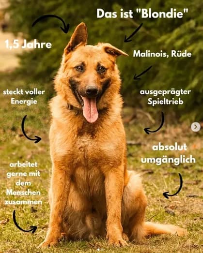Blondi, male senior Mixed Breed for adoption at Tierheim Northeim