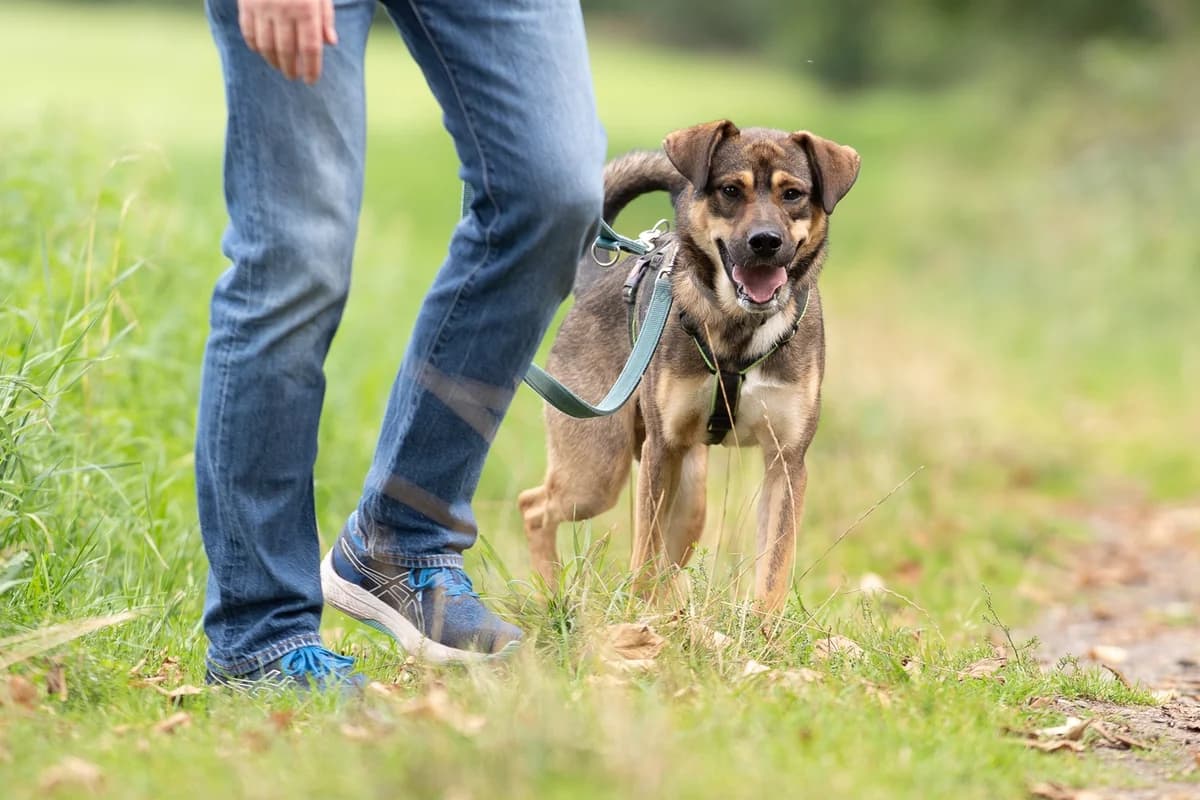 Ritter Rost aka Röstie, male young Mixed Breed for adoption at Tierheim Northeim