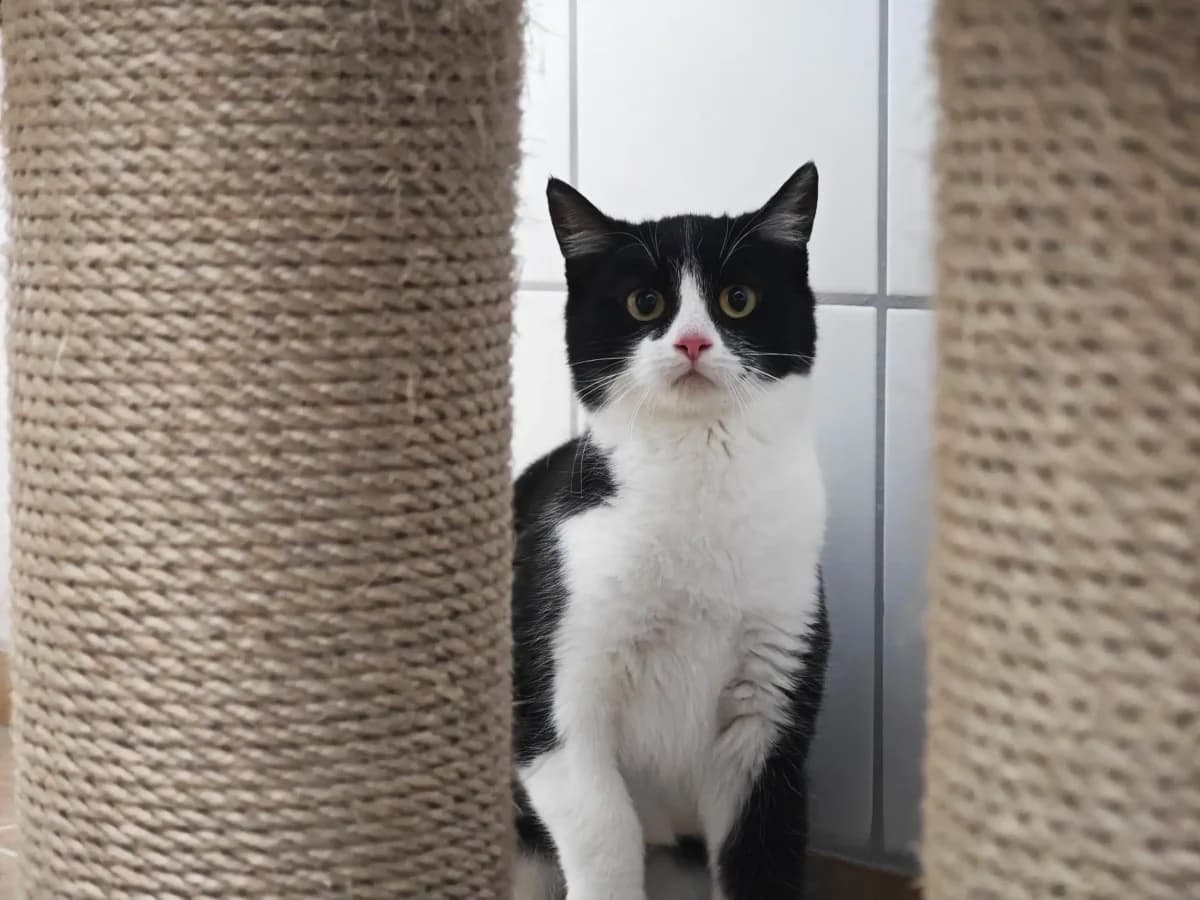 Bo, European Shorthair for adoption at Tierheim Northeim