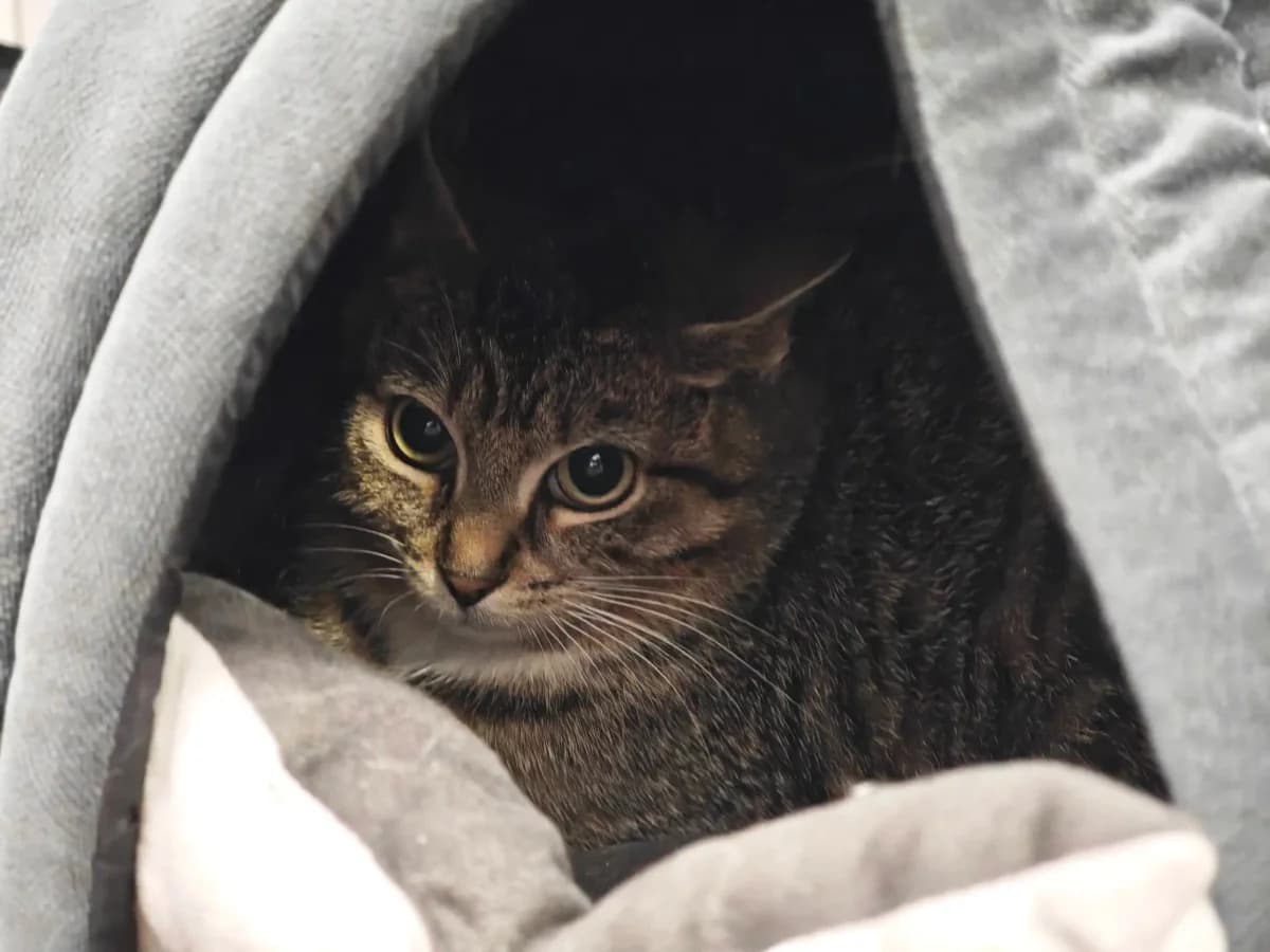 Bente, European Shorthair for adoption at Tierheim Northeim