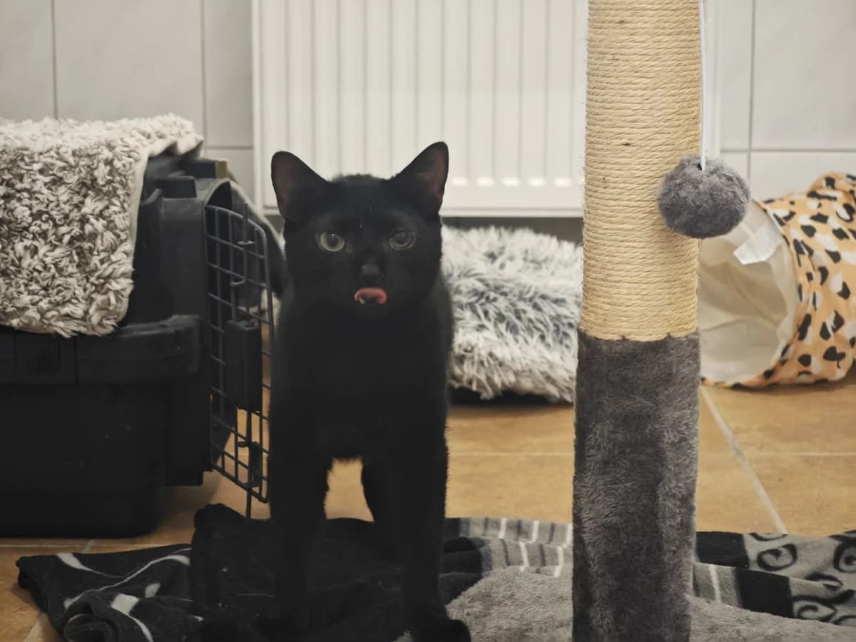 Feli, male European Shorthair for adoption at Tierheim Northeim