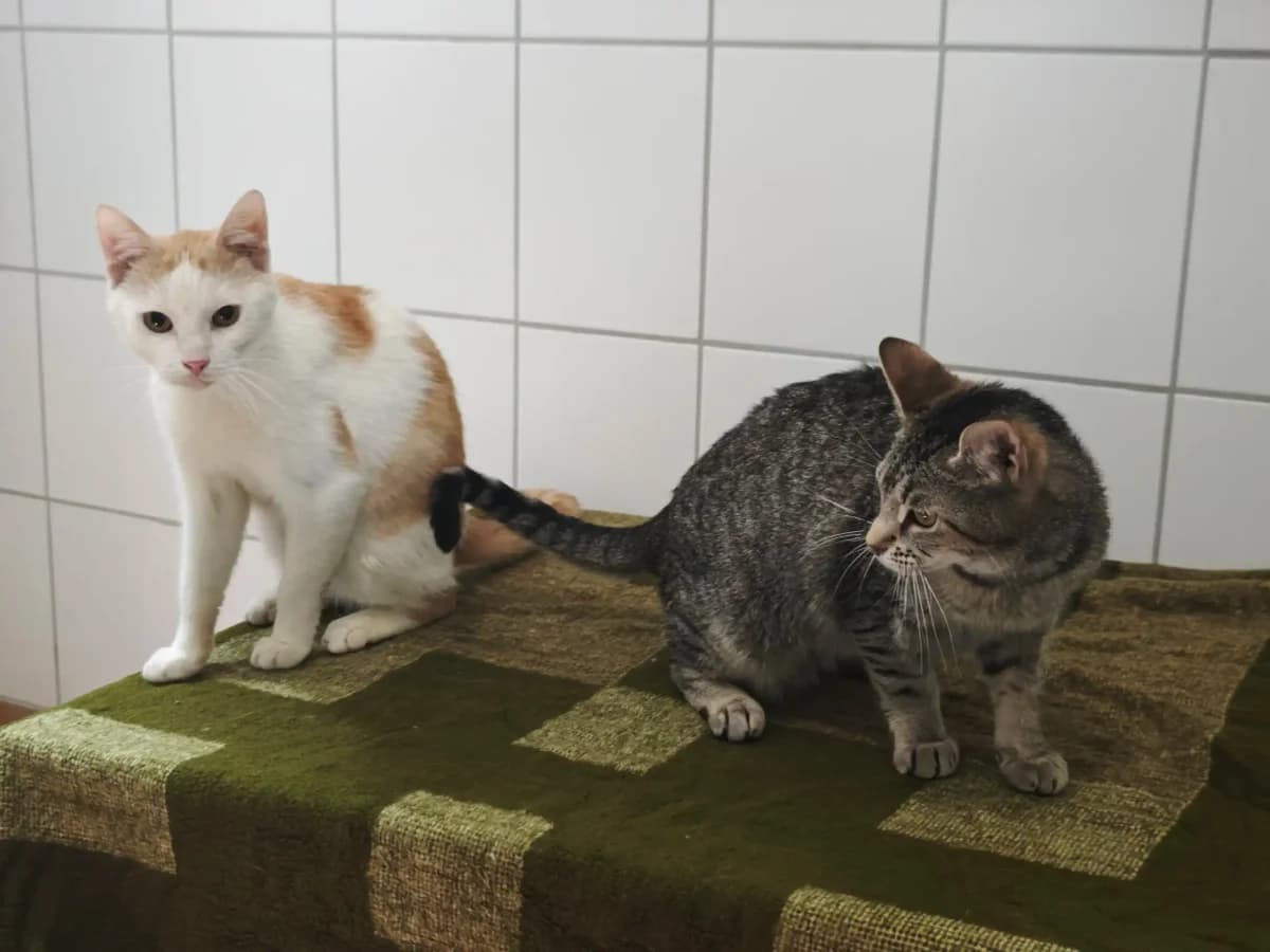Horace & Weena, European Shorthair for adoption at Tierheim Northeim