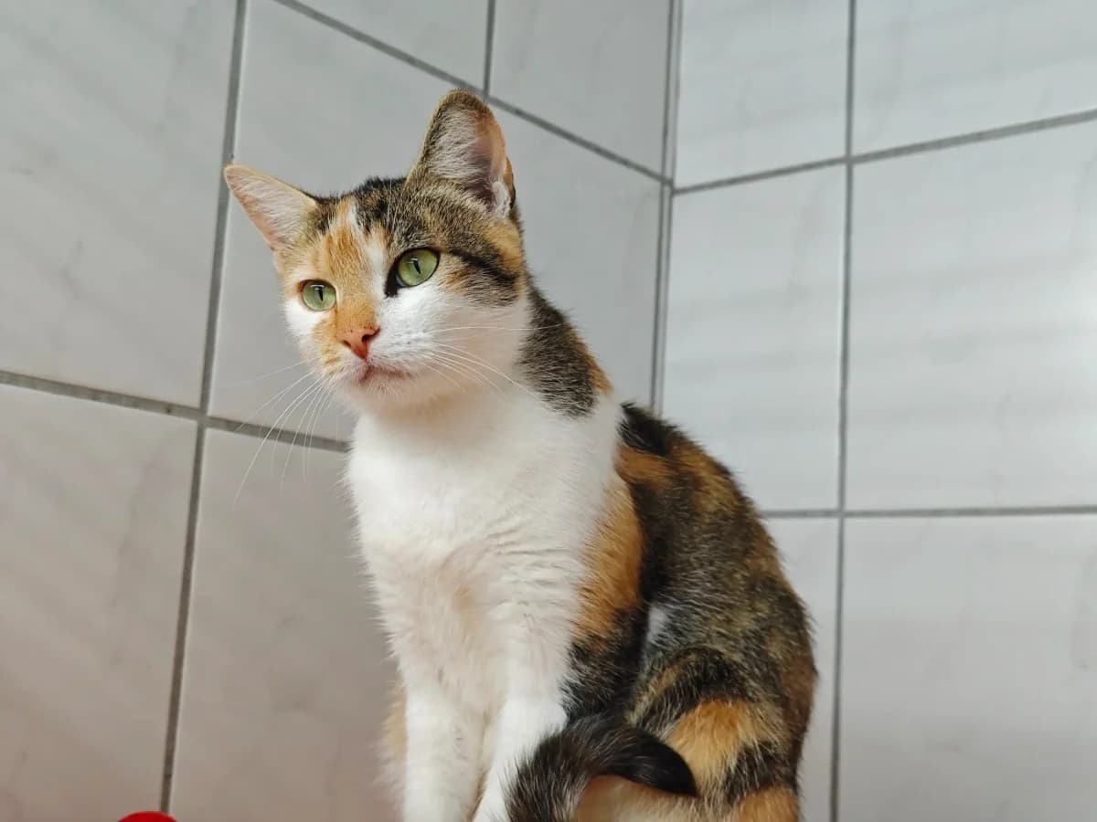 Nia, puppy European Shorthair for adoption at Tierheim Northeim