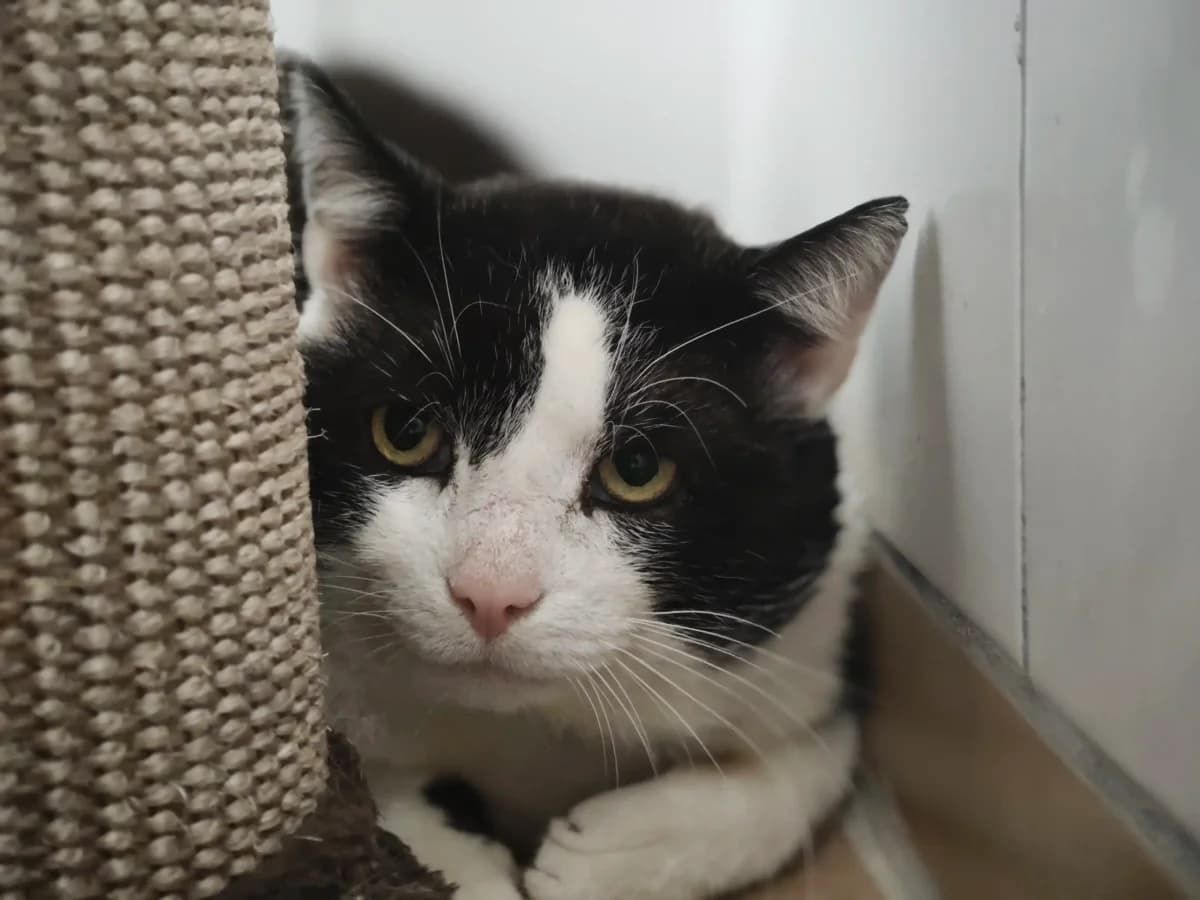 Yildiz, male European Shorthair for adoption at Tierheim Northeim