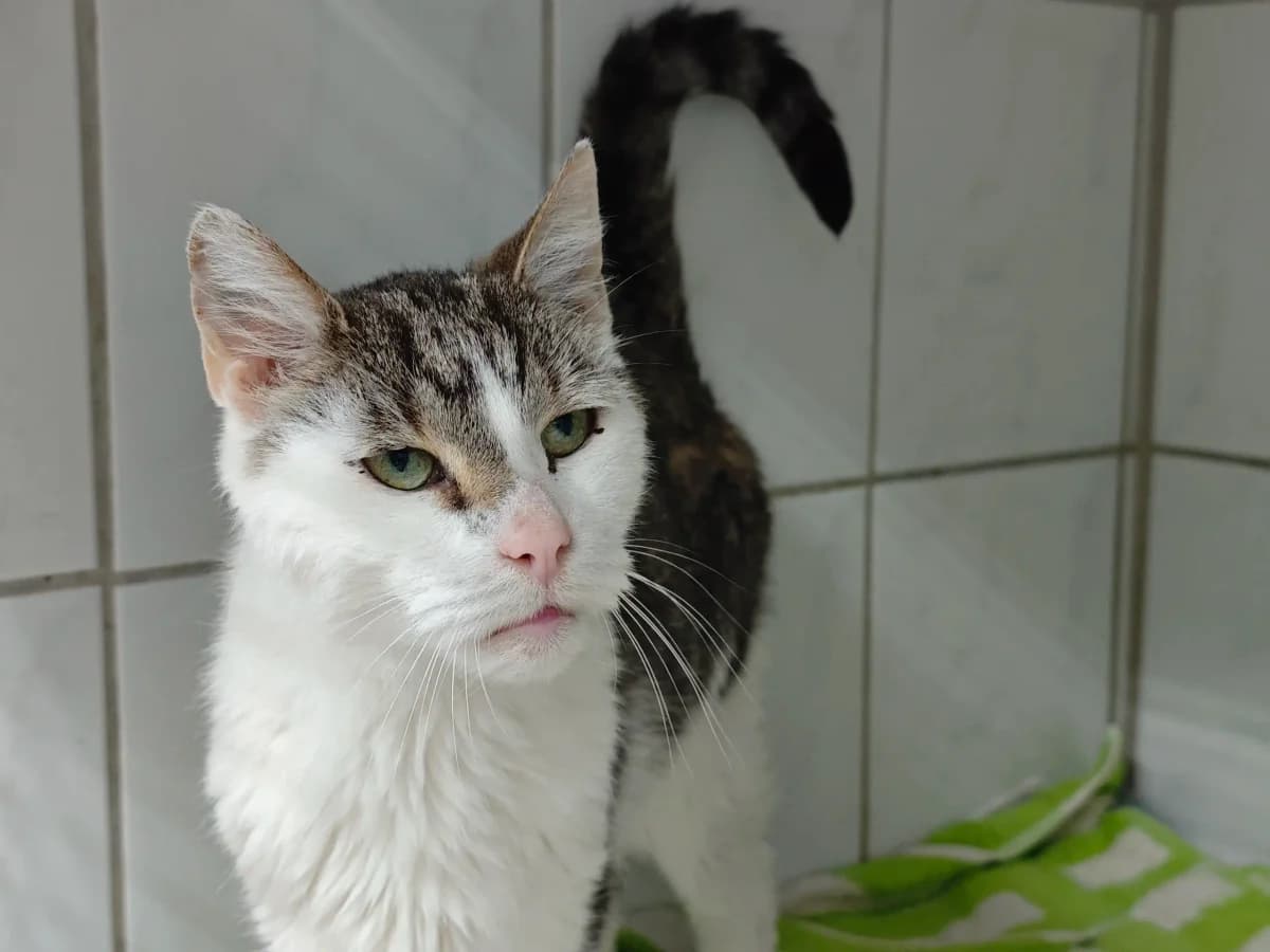 Flemming, male European Shorthair for adoption at Tierheim Northeim