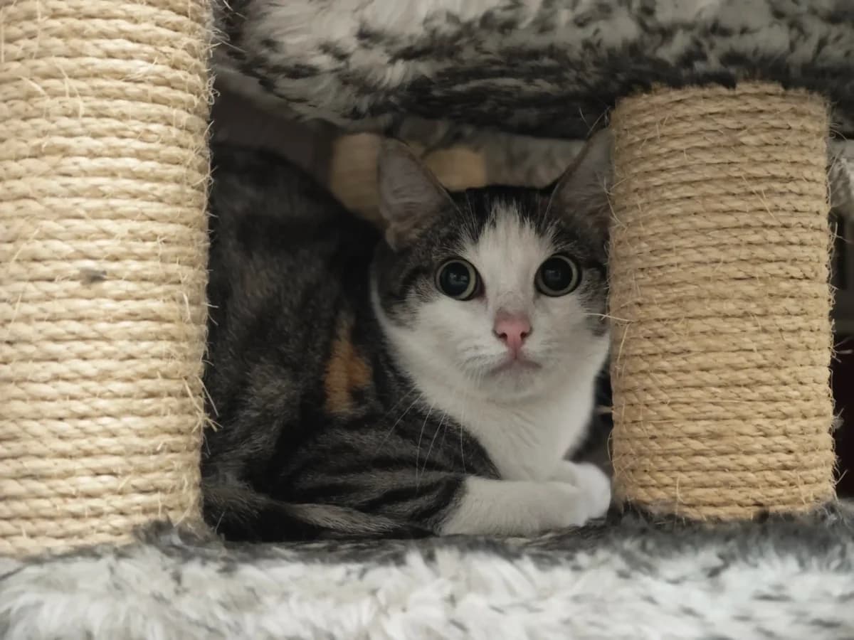 Nala, 3yo European Shorthair for adoption at Tierheim Northeim