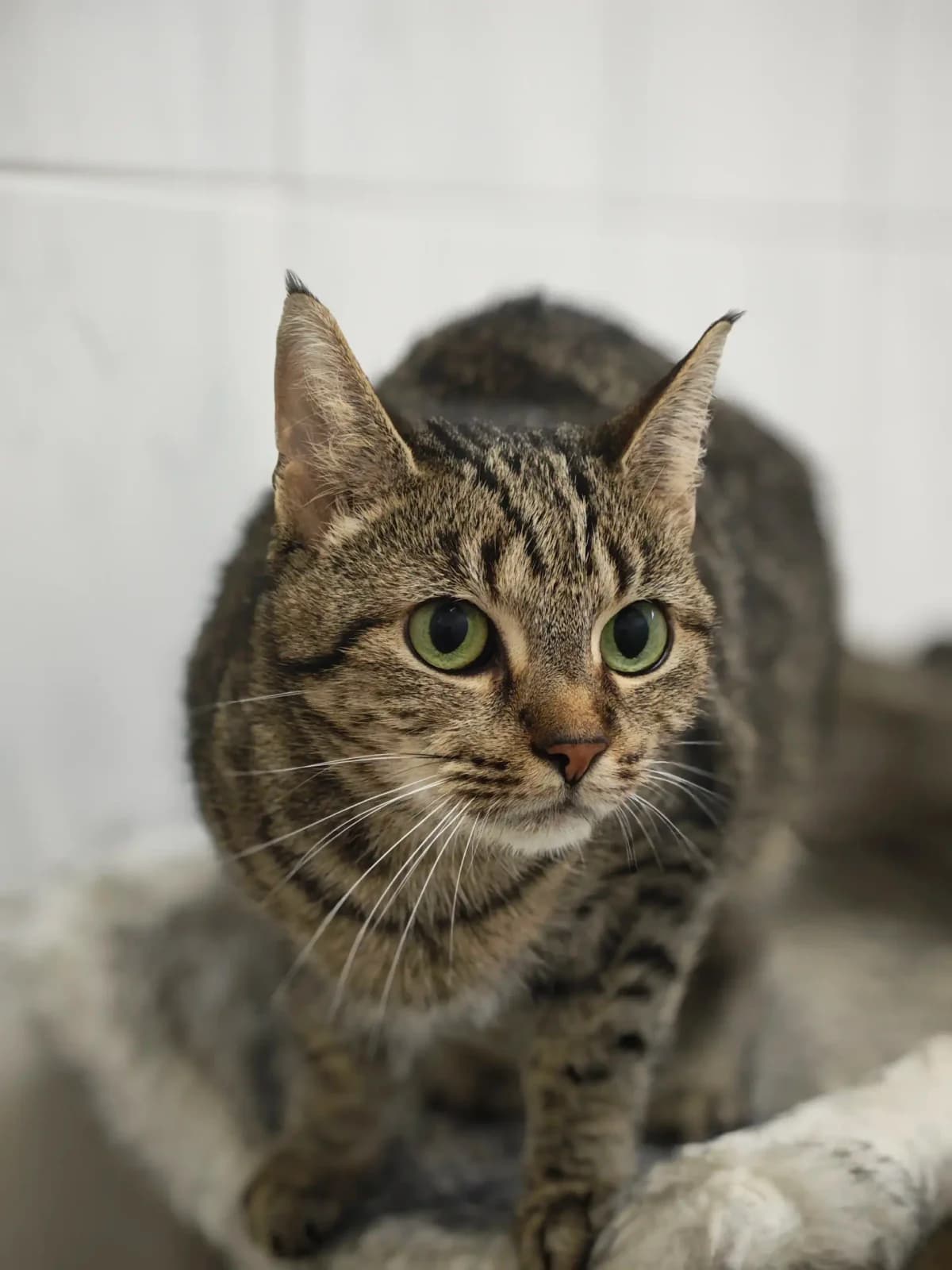 Minka, 3yo European Shorthair for adoption at Tierheim Northeim