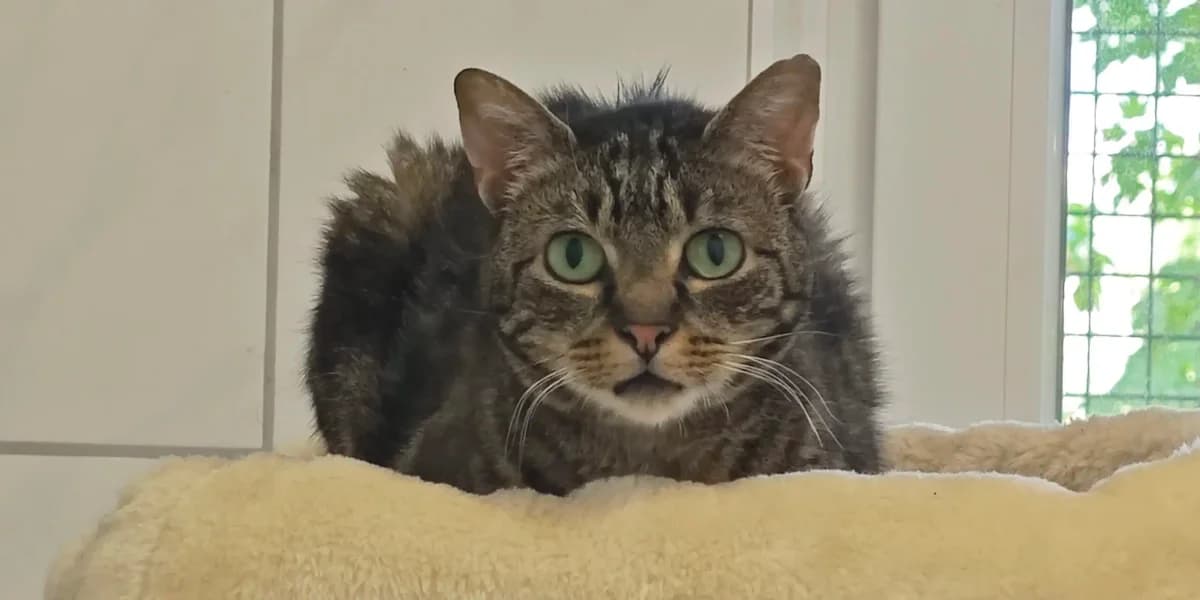 Tiffany, senior European Shorthair for adoption at Tierheim Northeim
