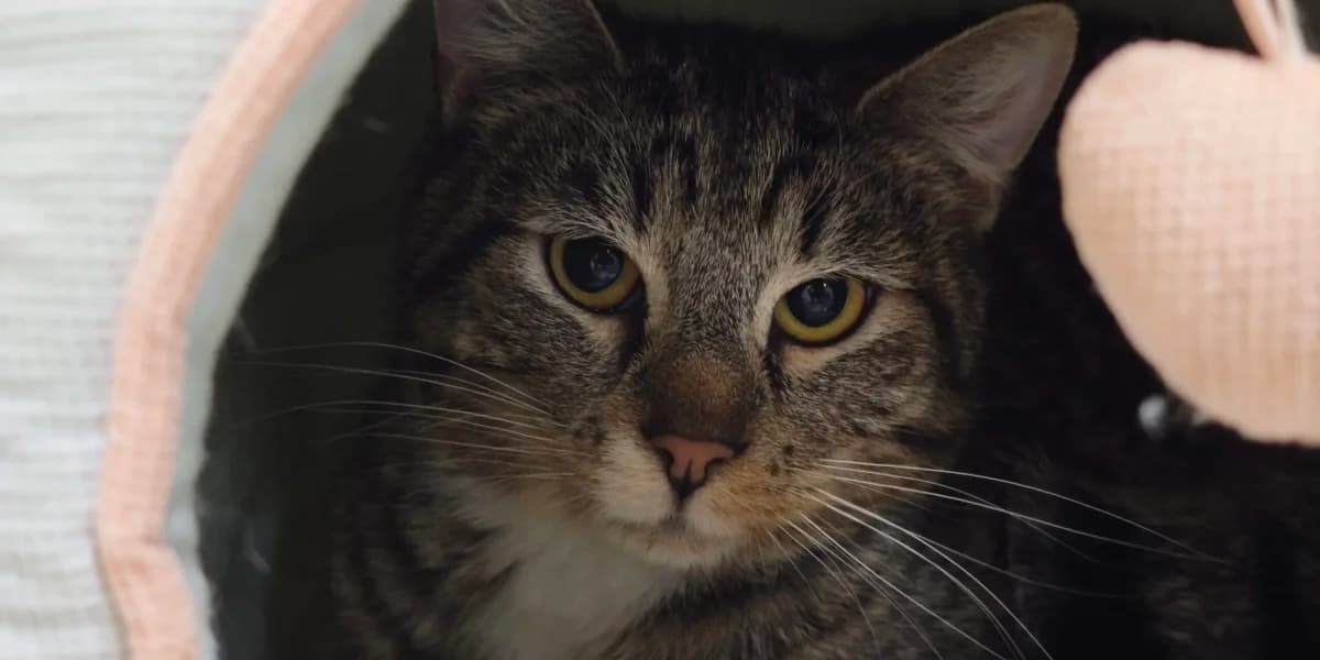 Rico, male European Shorthair for adoption at Tierheim Northeim