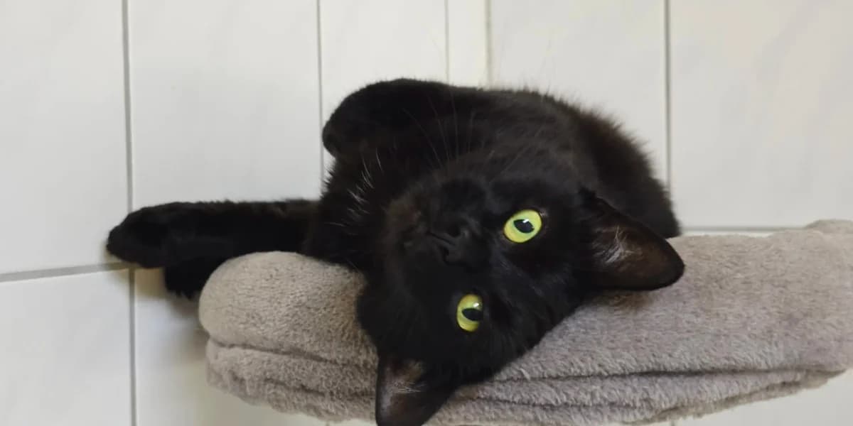 Lady, senior European Shorthair for adoption at Tierheim Northeim