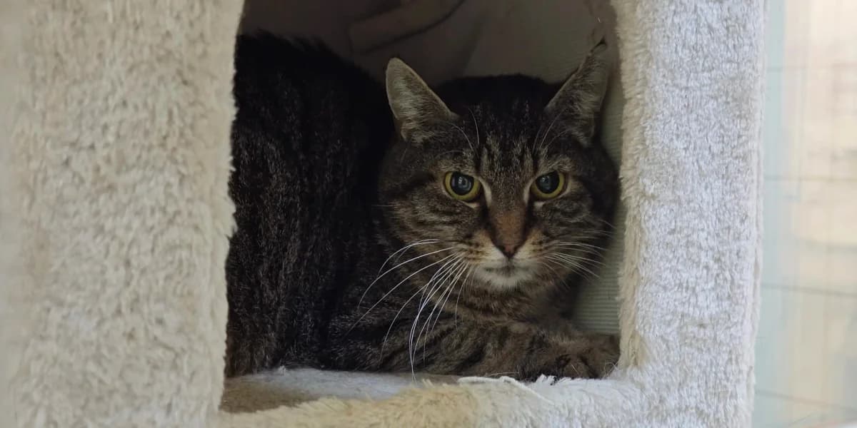 Miezi, European Shorthair for adoption at Tierheim Northeim