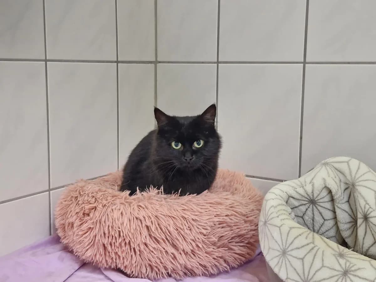 Baghira, puppy European Shorthair for adoption at Tierheim Northeim