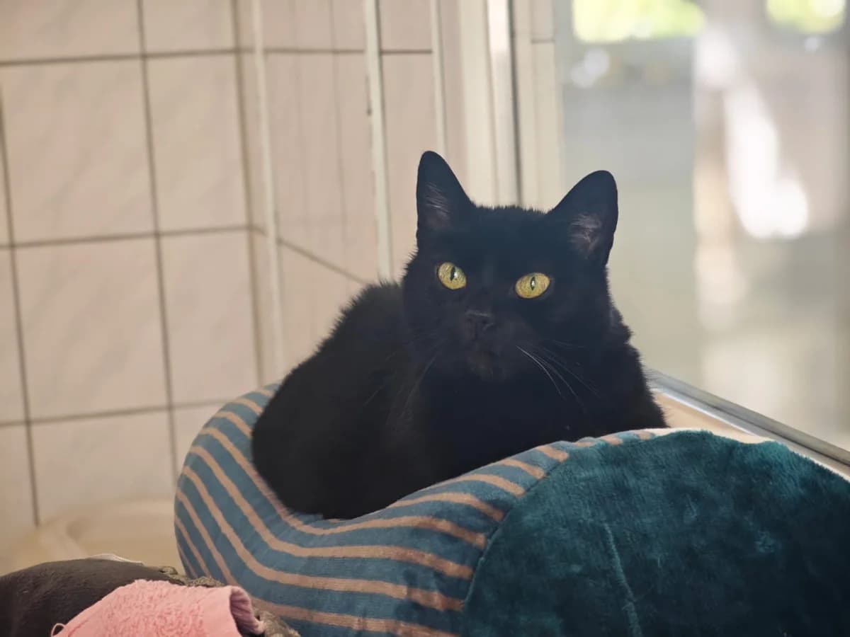 Catlyn, senior European Shorthair for adoption at Tierheim Northeim