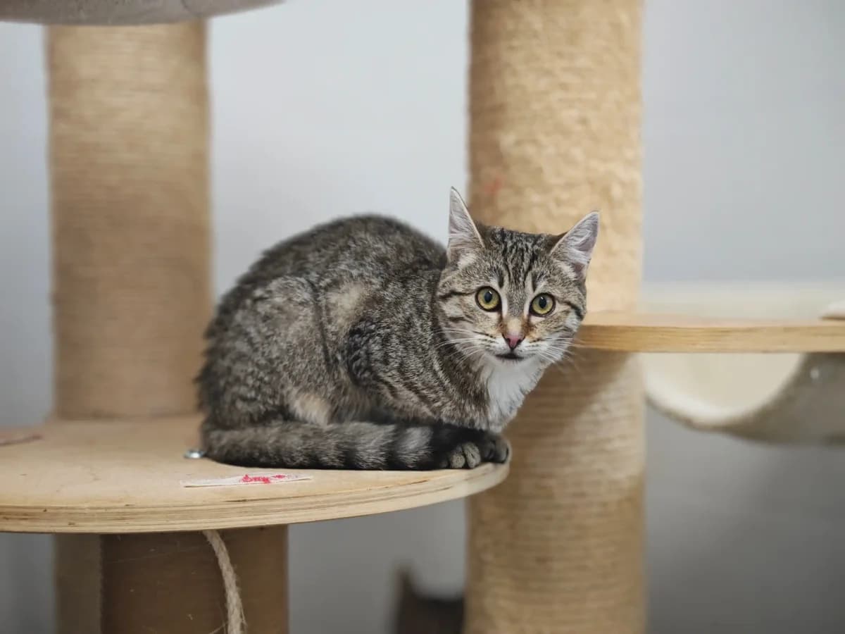 Mable, young European Shorthair for adoption at Tierheim Northeim