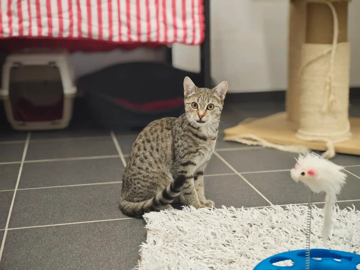 Wendy, young European Shorthair for adoption at Tierheim Northeim