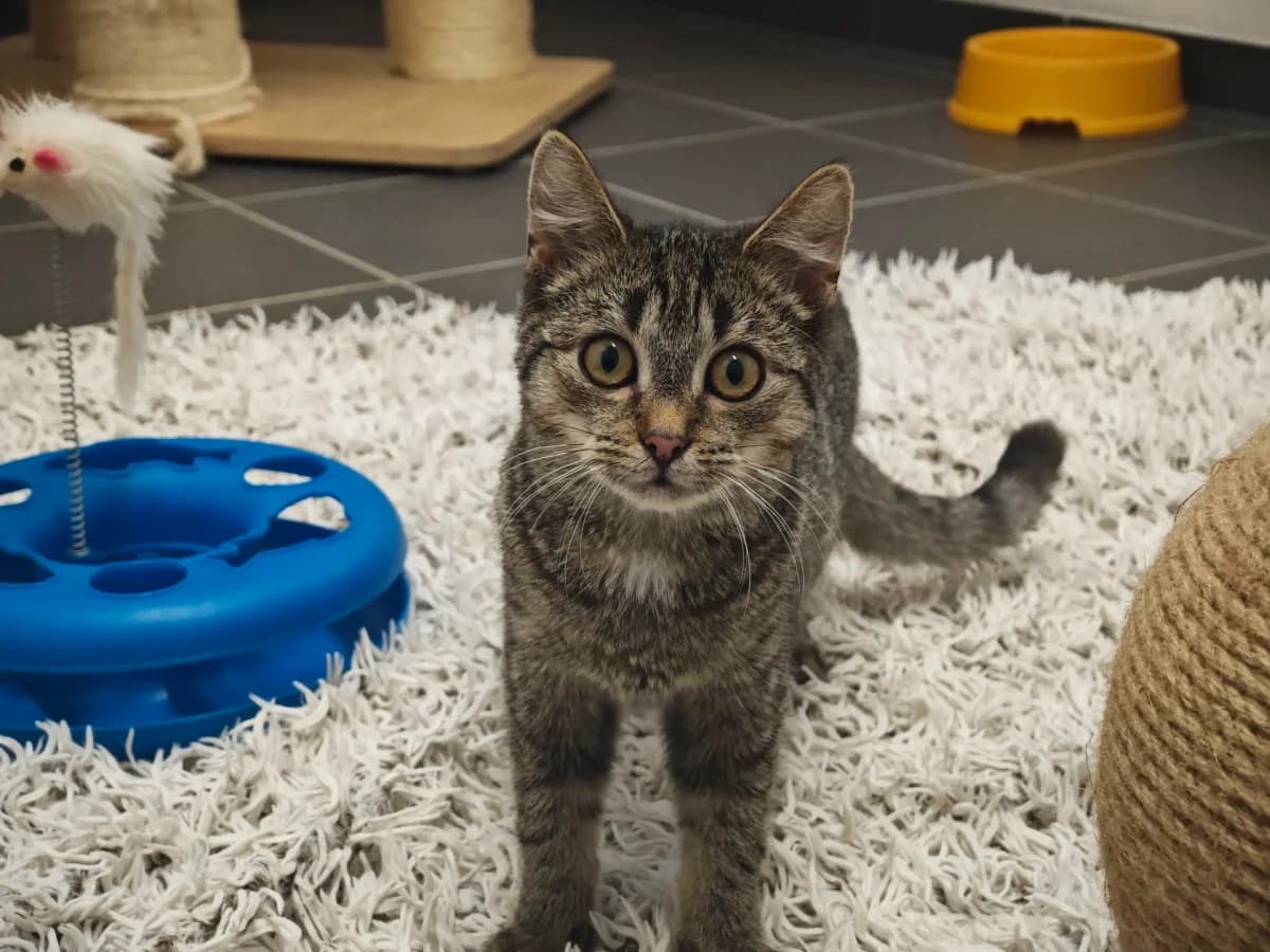 Dipper, male young European Shorthair for adoption at Tierheim Northeim