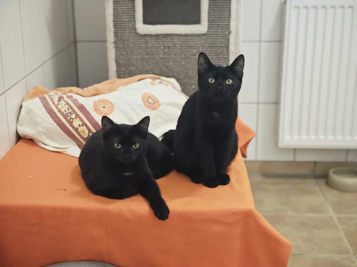 Babsy, European Shorthair for adoption at Tierheim Northeim