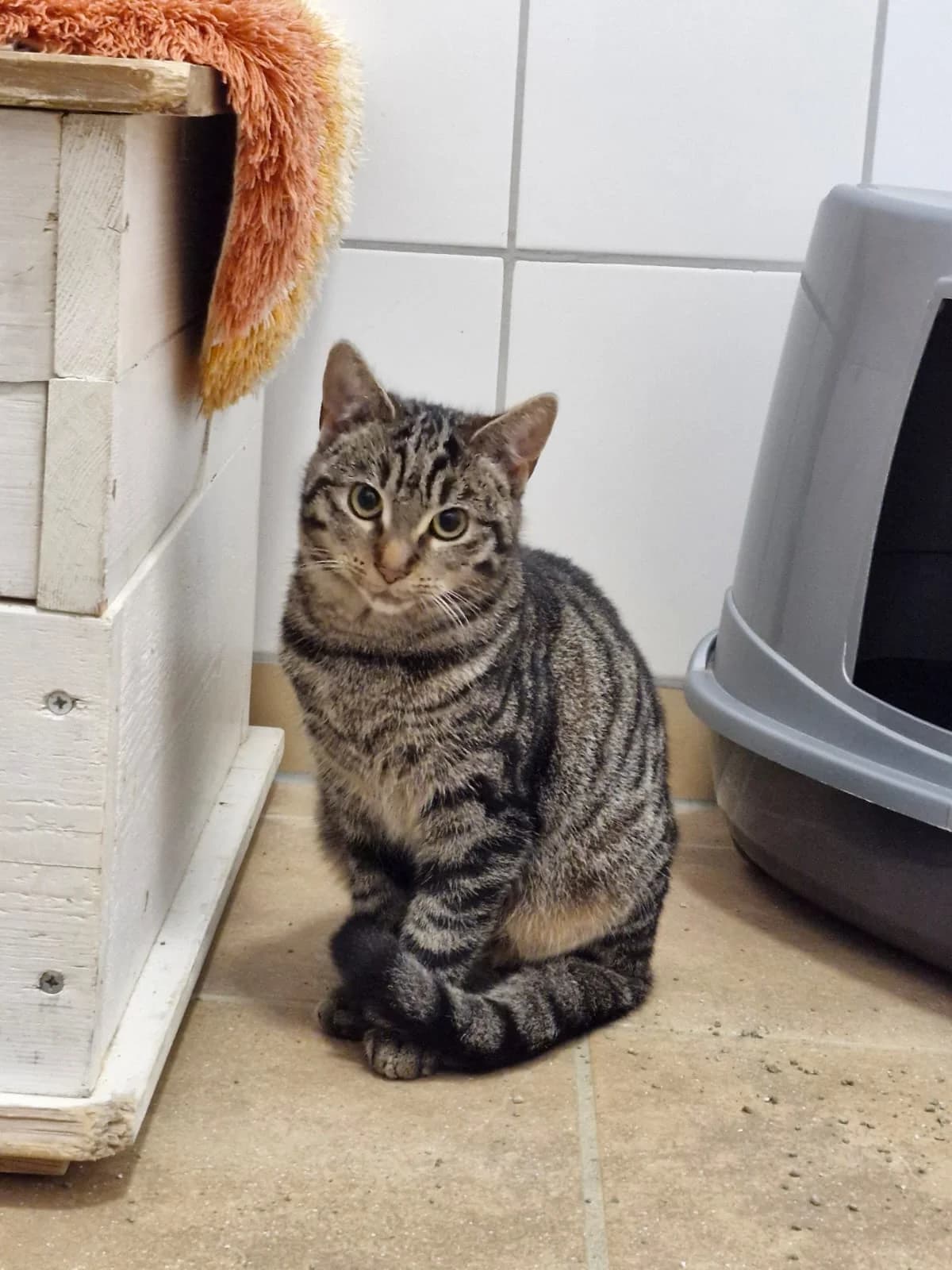Henriette, European Shorthair for adoption at Tierheim Northeim