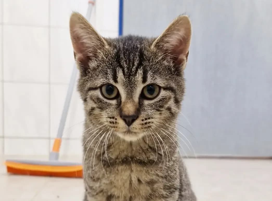 Randolph, male European Shorthair for adoption at Tierheim Northeim